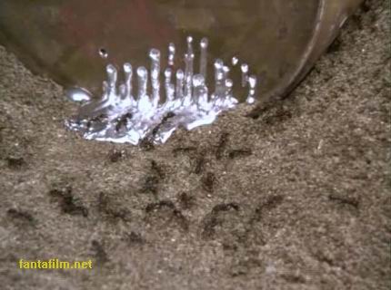 le formiche si nutrono delle scorie